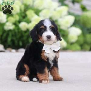 Cupcake, Mini Bernedoodle Puppy